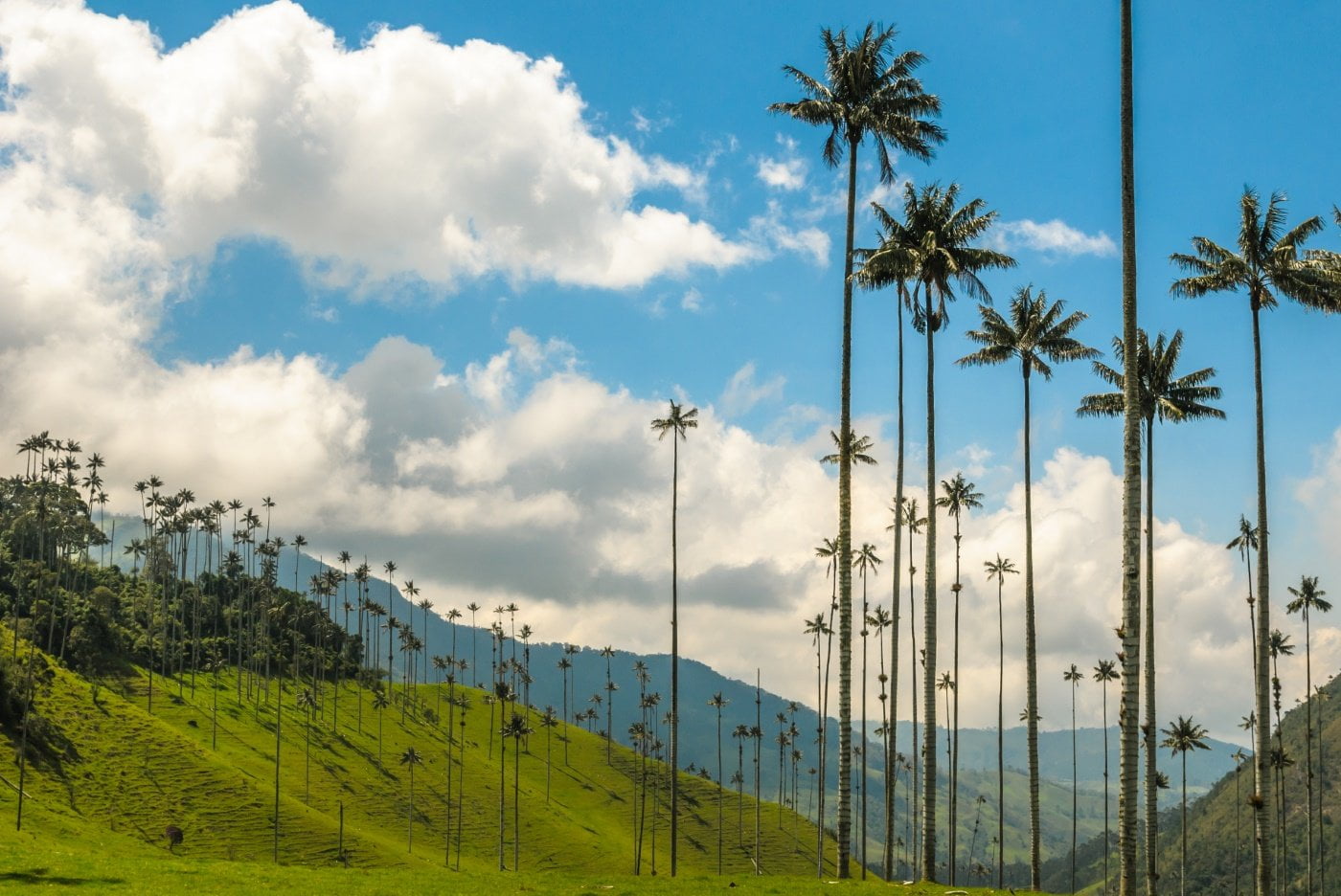 Palmas de Cera en Valle del Cocóra en el departamento del Quindío Colombia