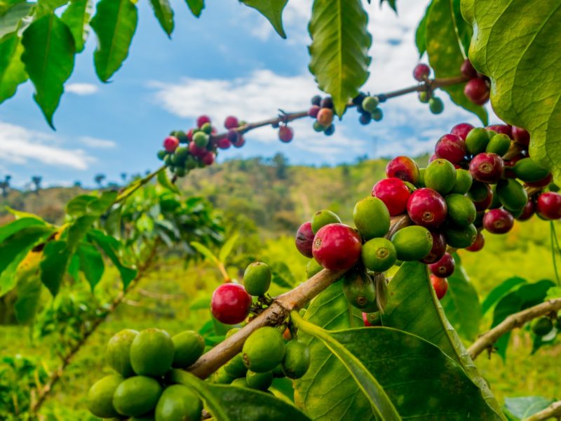 Granos de Café cultivados en las montañas del departamento del Quindío, Colombia.