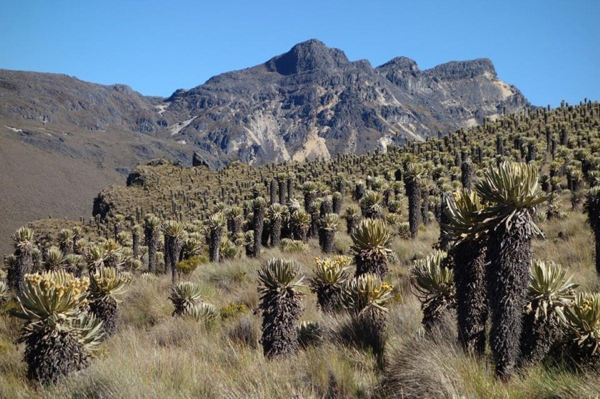 Frailejones en el Paramillo del Quindío