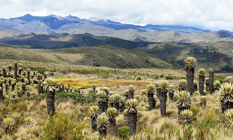 Paisaje con Frailejones que se avistan al hacer turismo en el nevado del ruiz