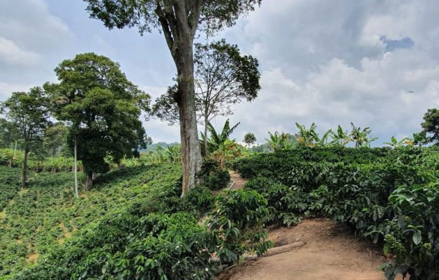 Tour Cafetero, Salento, Quindío