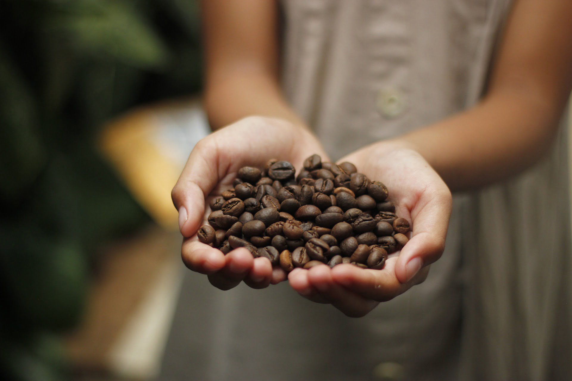 manos sosteniendo granos de Café