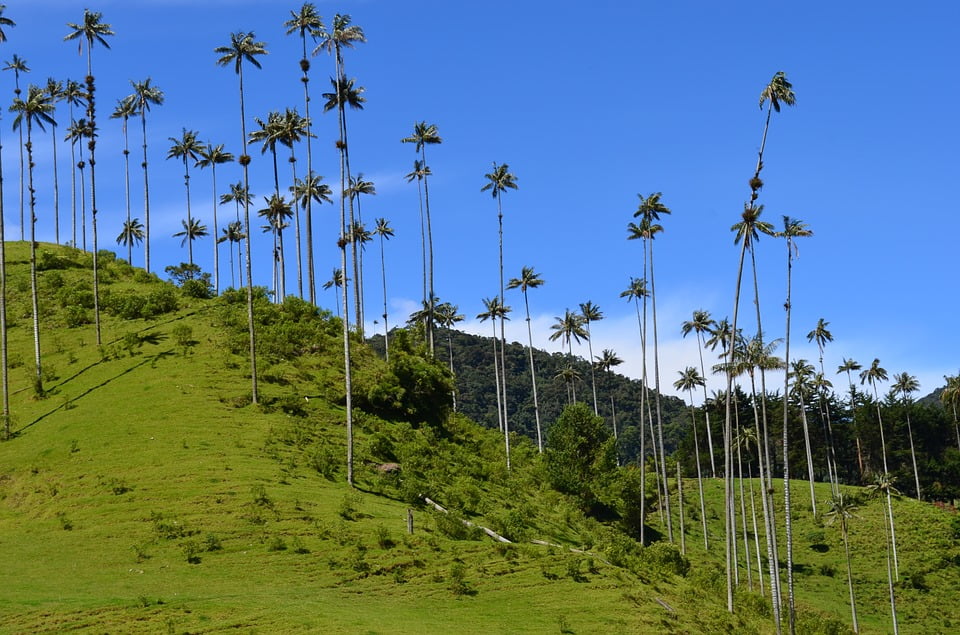 Bosque de Cocora