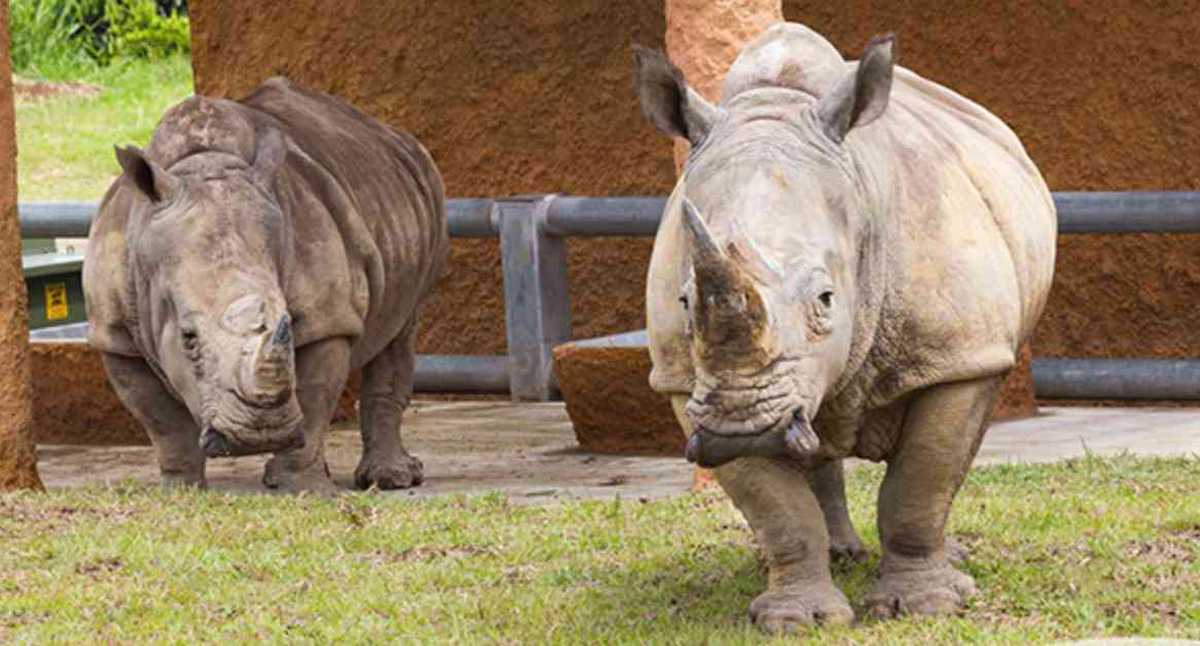 Rinocerontes del Bioparque Ukumari en Pereira