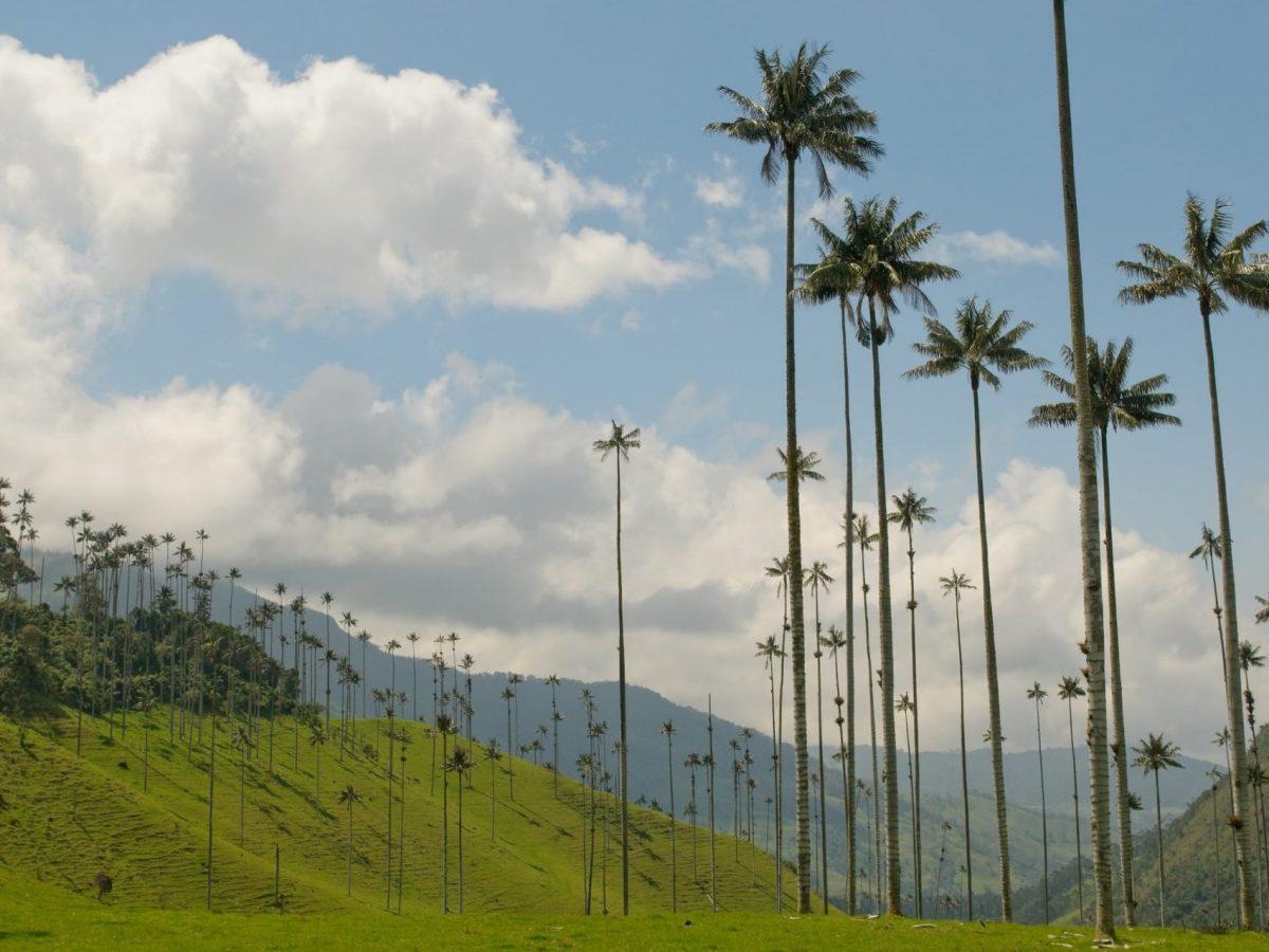 Palmas de Cera en el Valle de Cocora