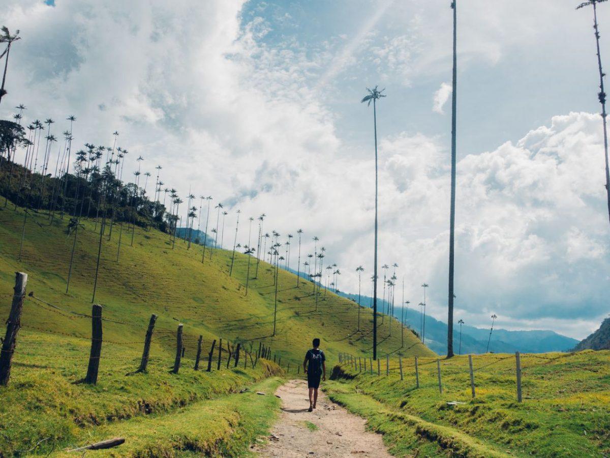Caminando por Bosque de Palmas de Cera