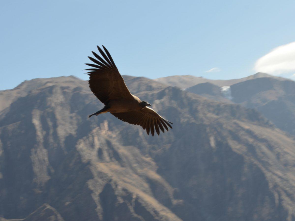 Cóndor volando