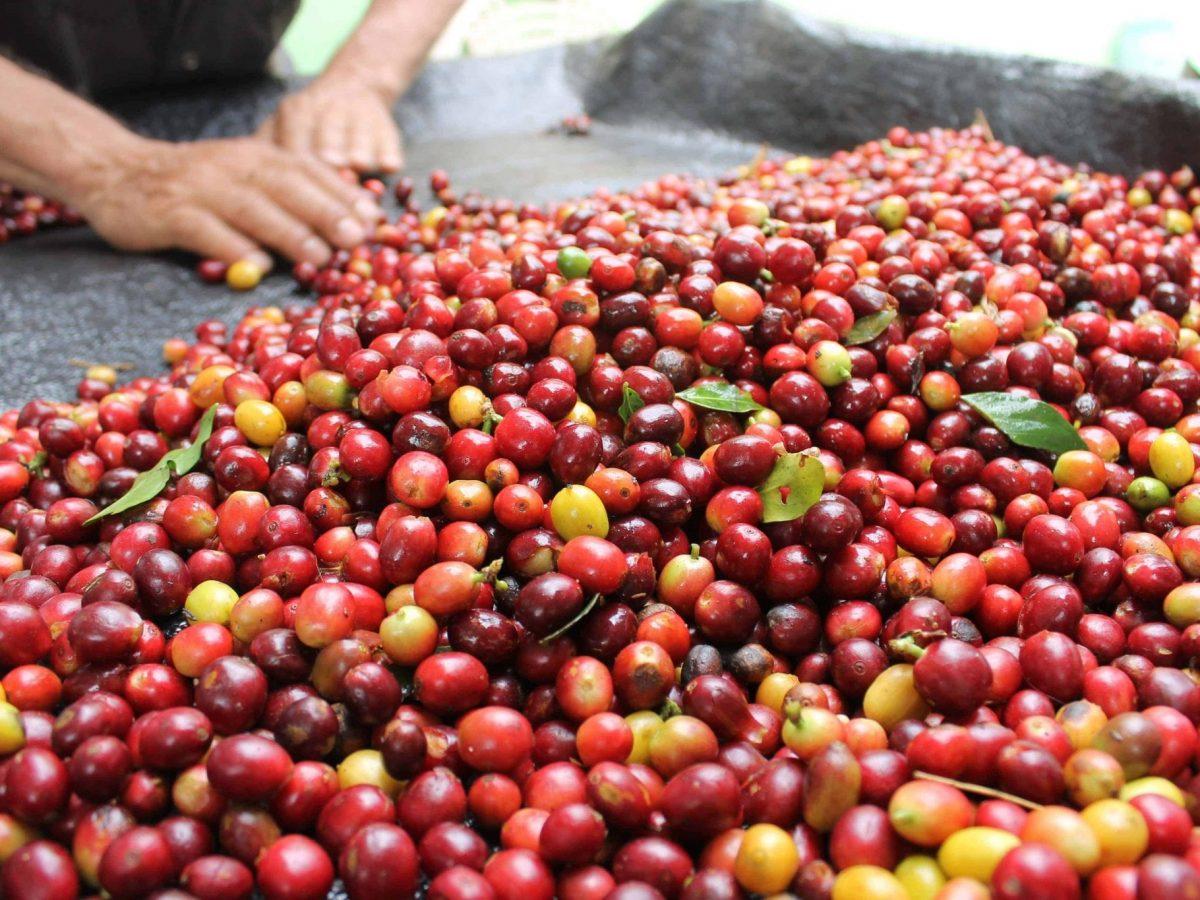 Proceso de secado de café