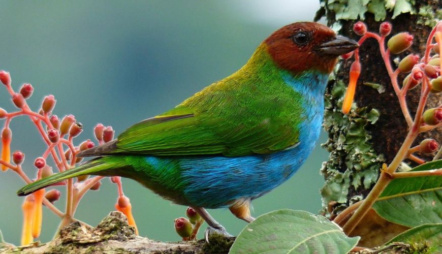 entradas al Aviario Nacional de Colombia