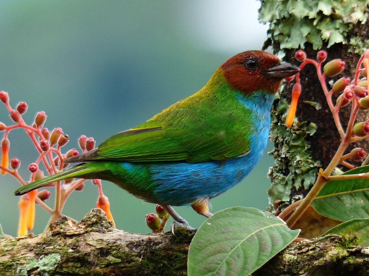 entradas al Aviario Nacional de Colombia