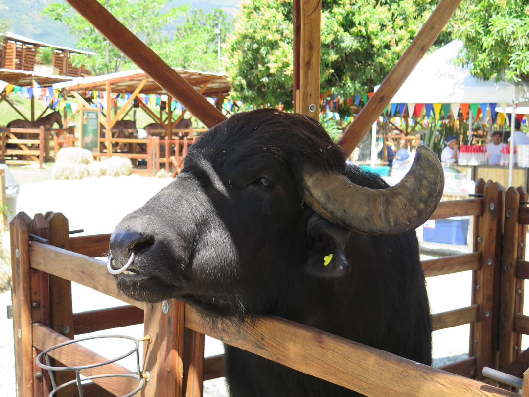 lo mejor de quindío
