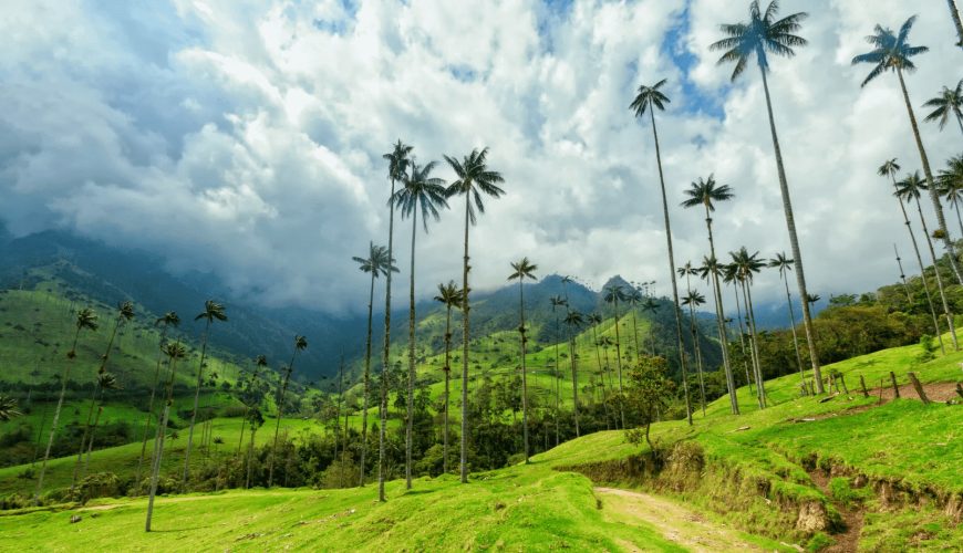 tours imperdibles en el valle de cocora
