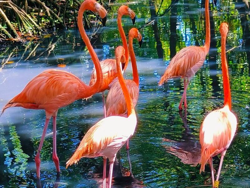 tour por el Aviario Nacional de Colombia
