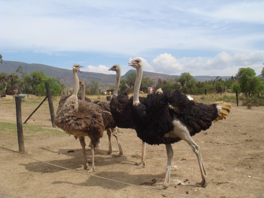 Avestruces en Villa de Leyva 2