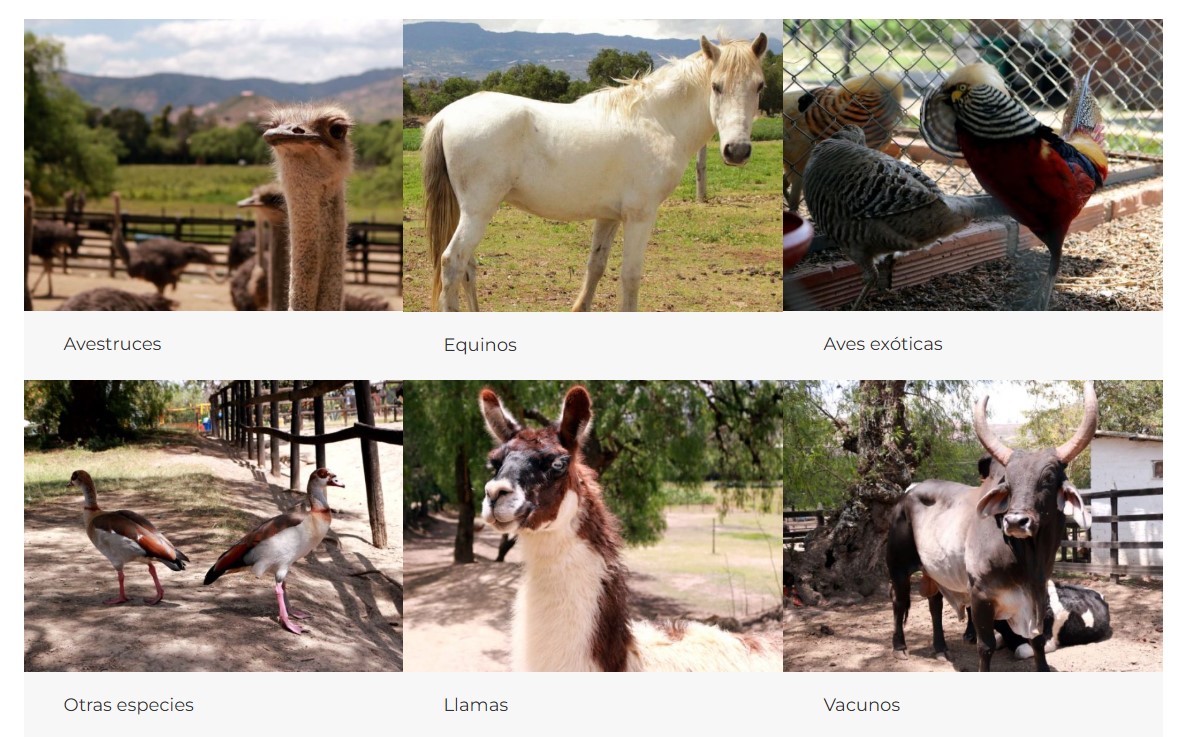 Avestruces en Villa de Leyva