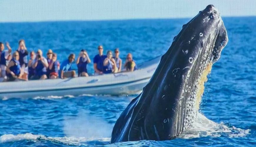 Avistamiento de ballenas en Bahía Solano