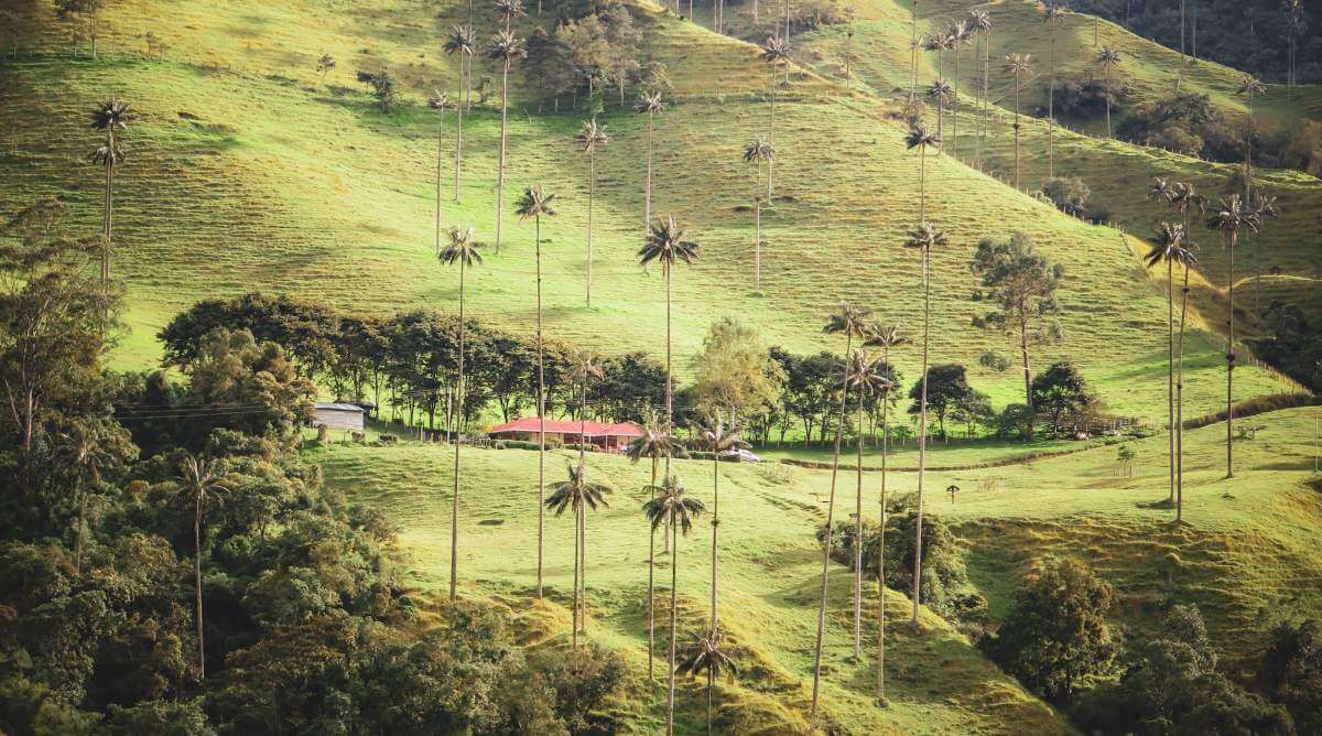 Cómo llegar al Valle del Cocora