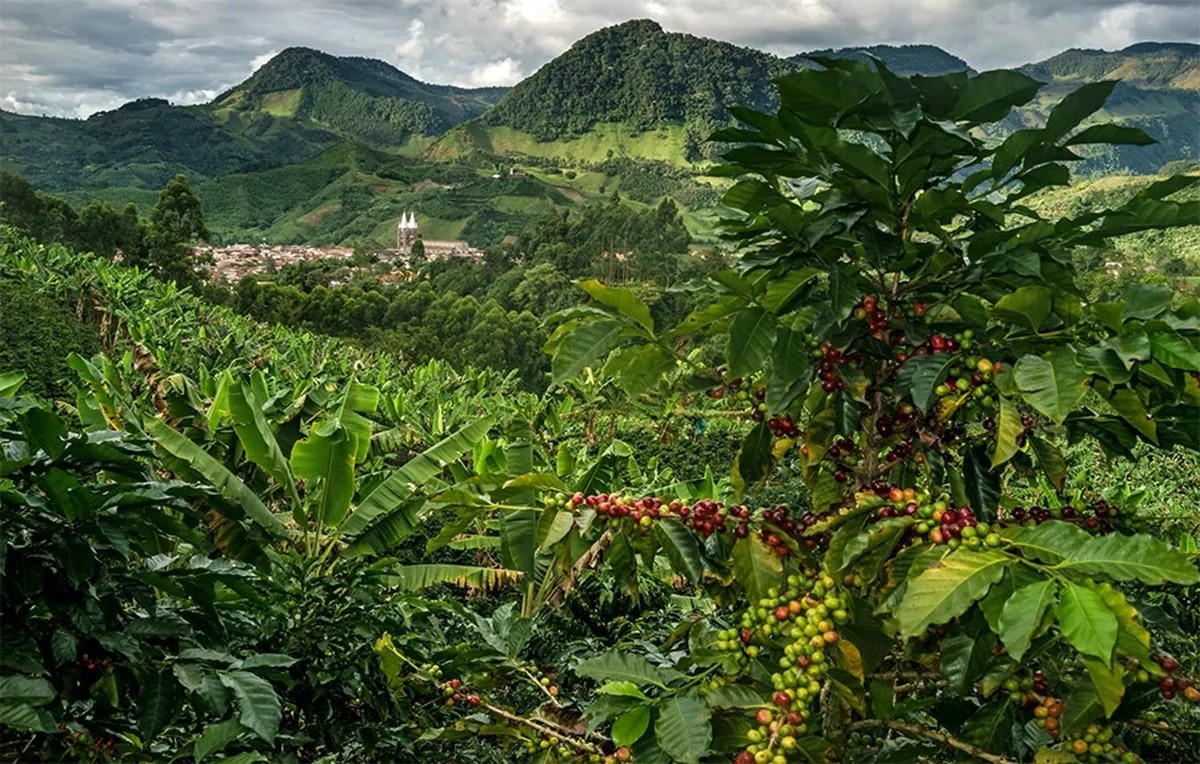 historia de risaralda