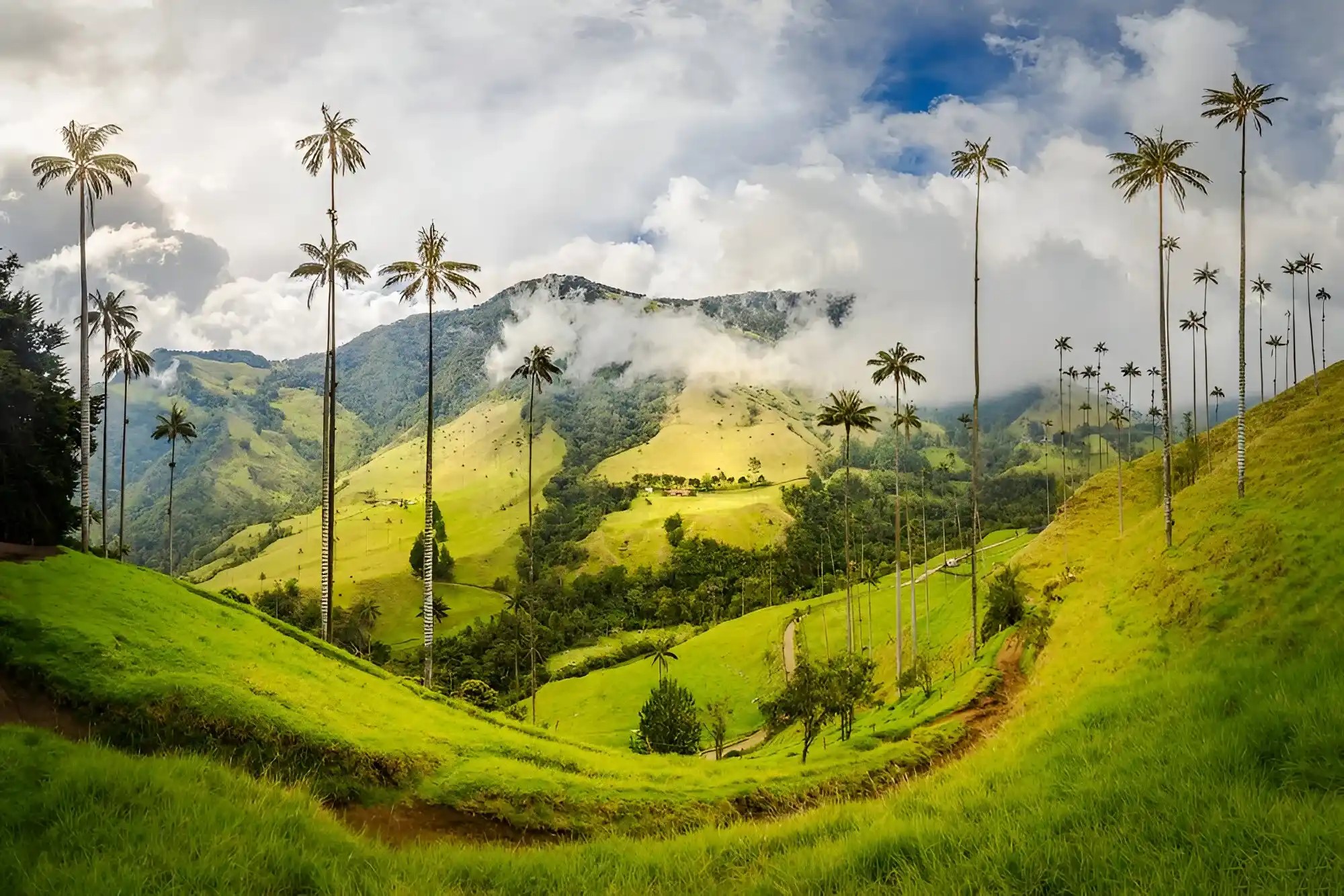 salento, valle del cocora y filandia