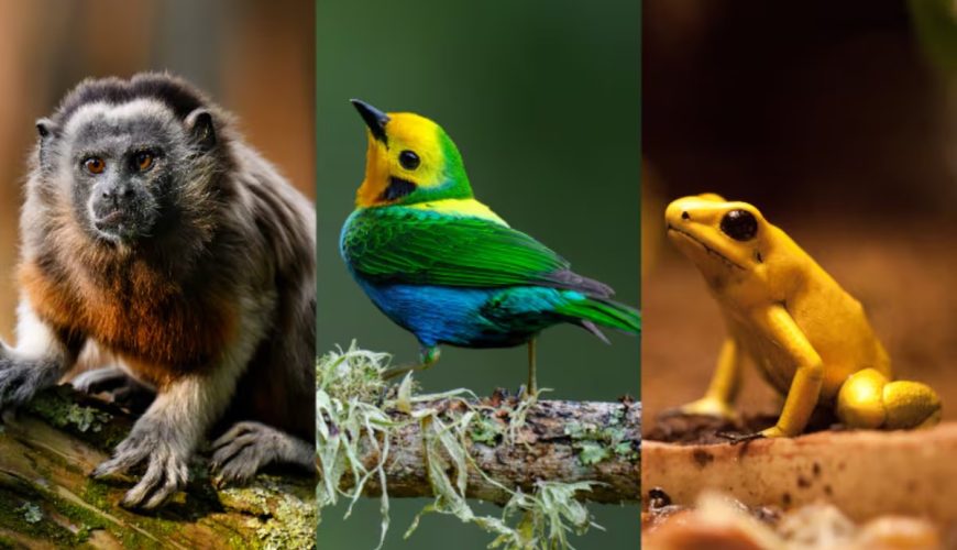 animales de risaralda