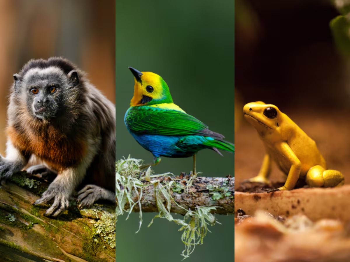 animales de risaralda