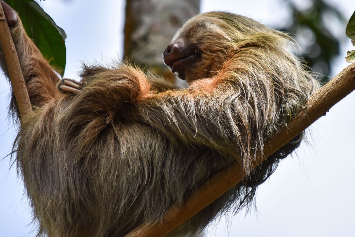 animales de risaralda