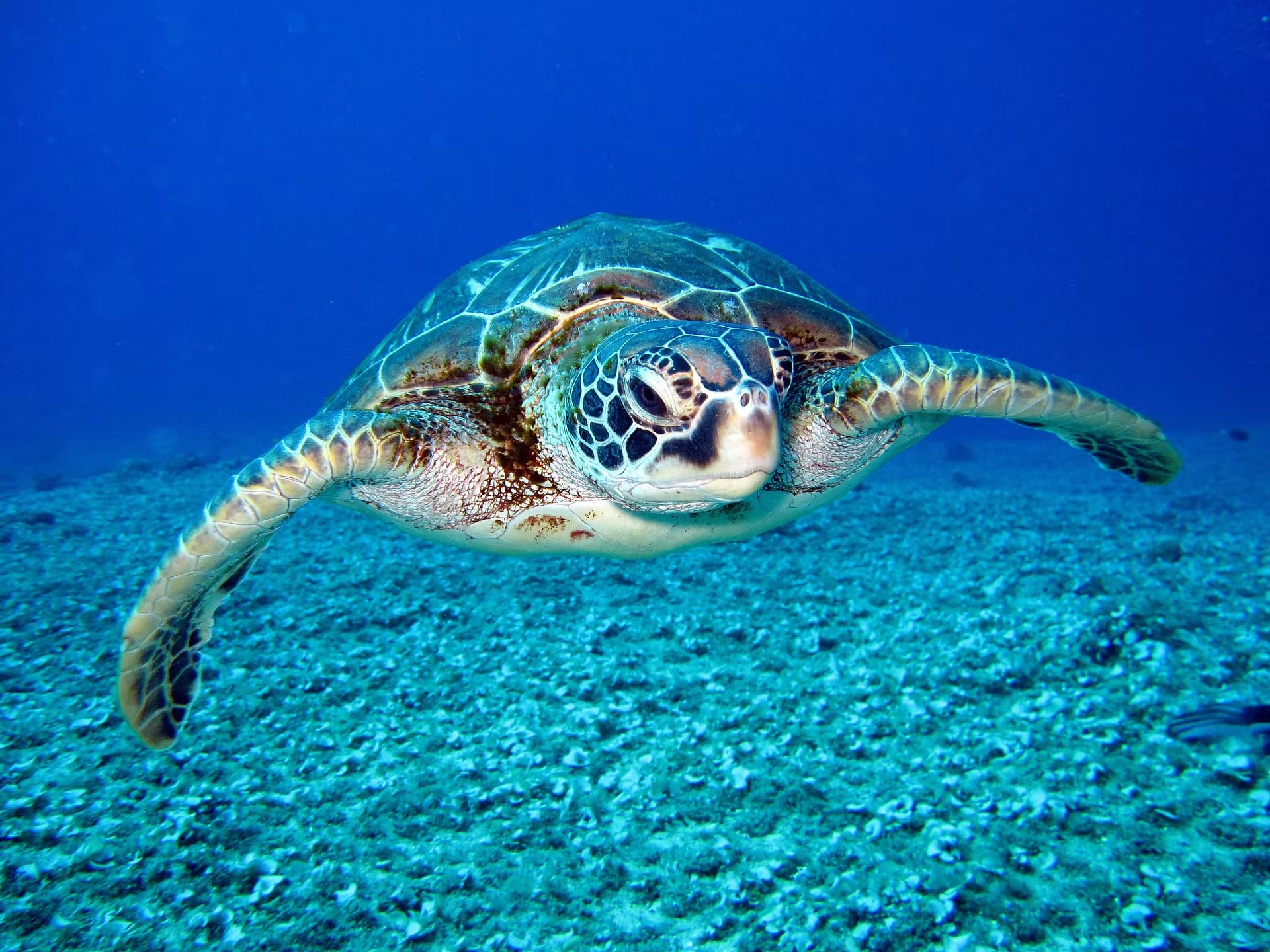 Tour con Oceanario en Islas del Rosario