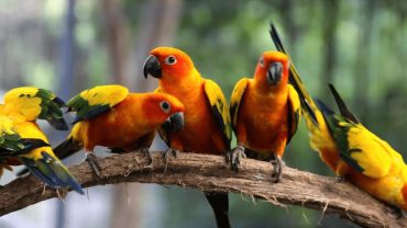 Cómo Llegar al Aviario de Cartagena