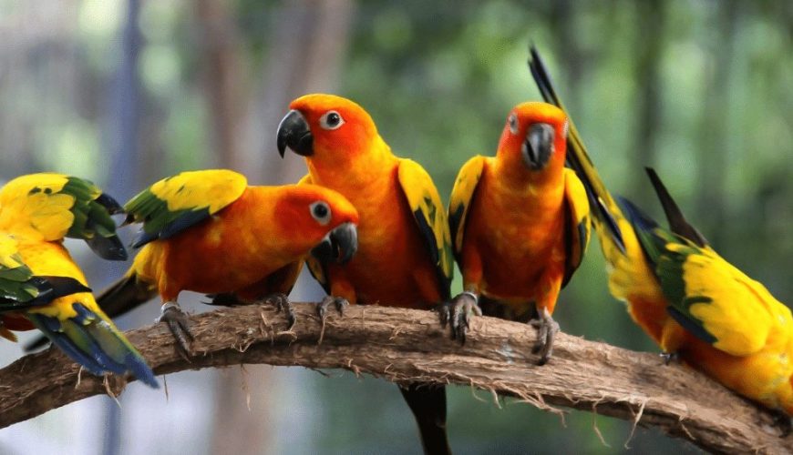 Cómo Llegar al Aviario de Cartagena