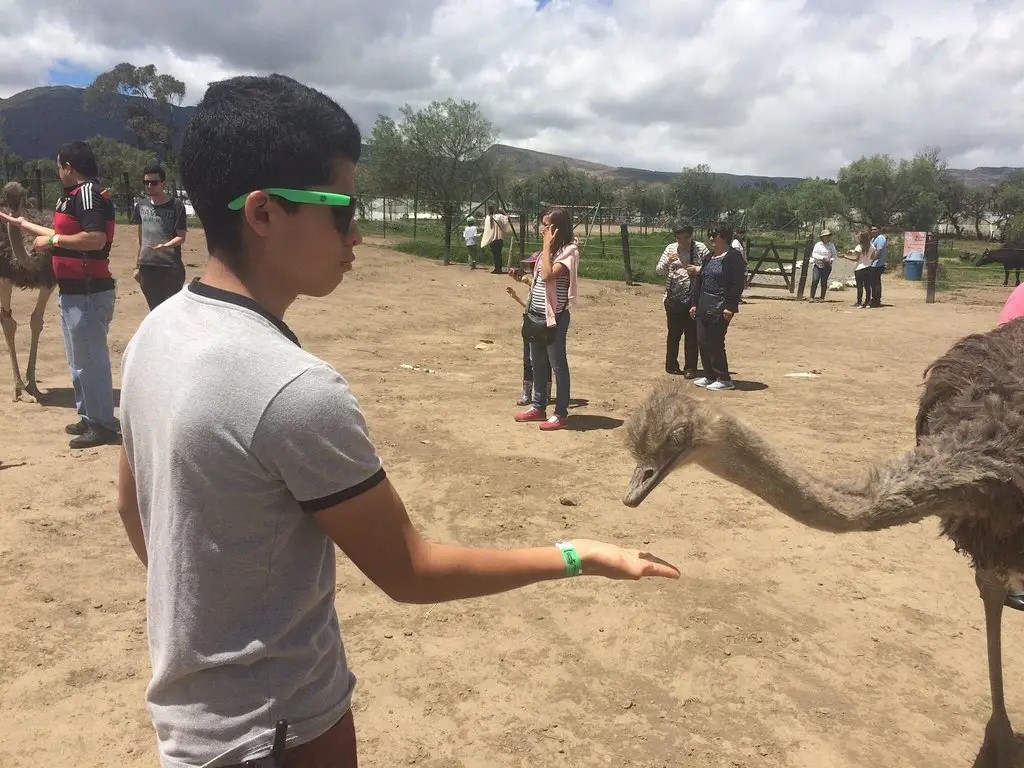 Granja de avestruces en Villa de Leyva