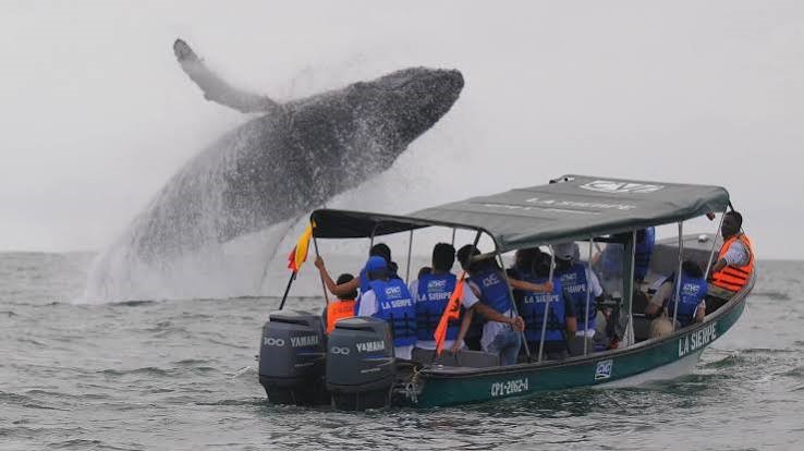 Cuánto cuesta un tour de avistamiento de ballenas