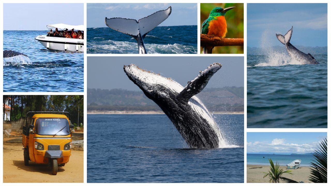 Cuánto cuesta un tour de avistamiento de ballenas