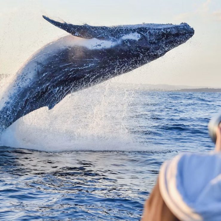 Cuánto cuesta un tour de avistamiento de ballenas