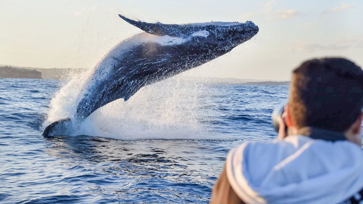 Cuánto cuesta un tour de avistamiento de ballenas