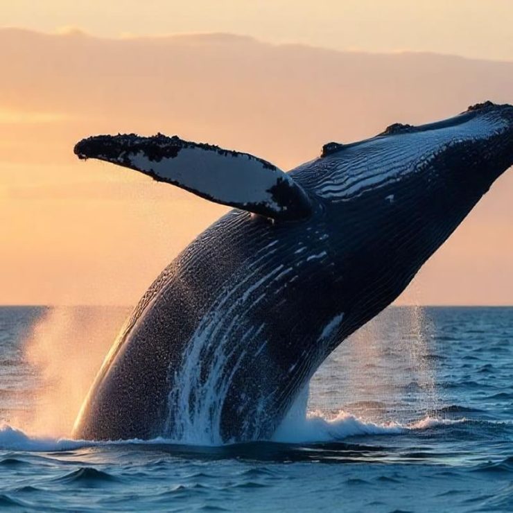 mejor lugar para ver ballenas en Colombia