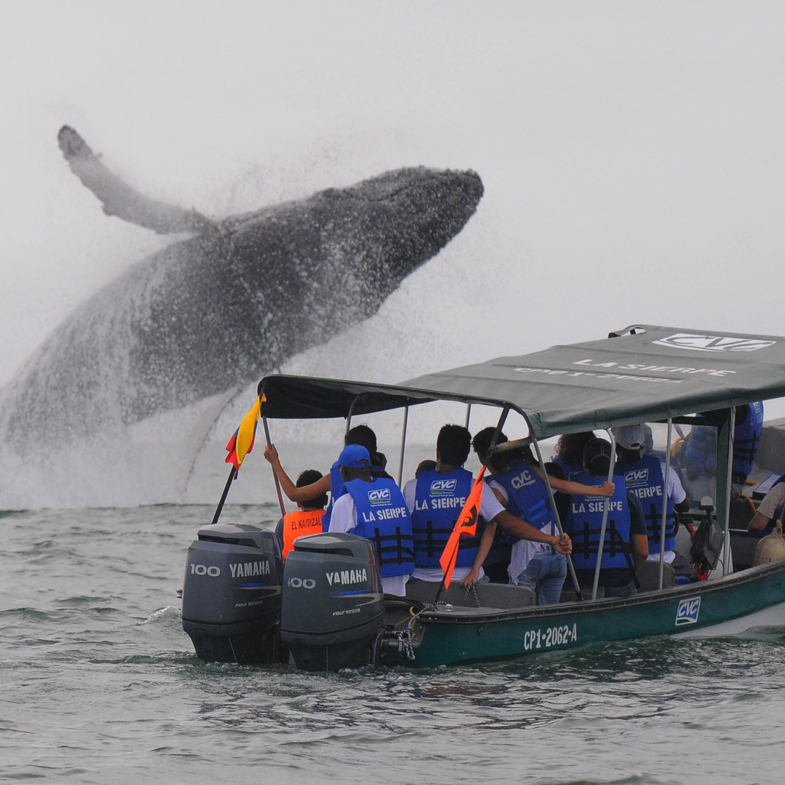 mejor lugar para ver ballenas en Colombia
